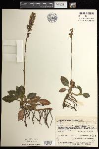 Goodyera pubescens image