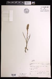 Spiranthes romanzoffiana image