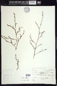 Polygonum douglasii image