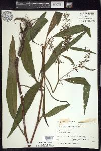 Rumex verticillatus image