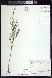 Polygonum douglasii image