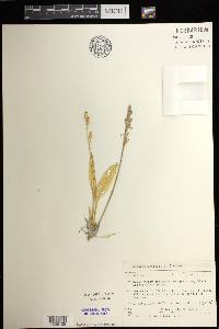 Liparis loeselii image