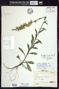 Solidago hispida image