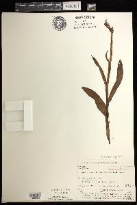 Platanthera aquilonis image