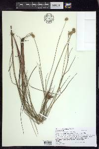 Juncus brachycarpus image