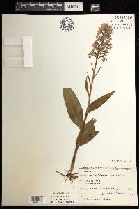 Platanthera psycodes image