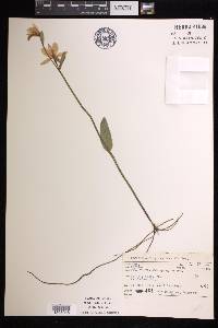 Pogonia ophioglossoides image