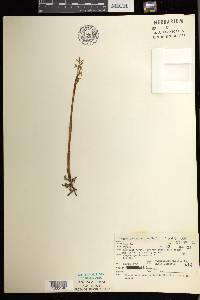 Corallorhiza trifida image