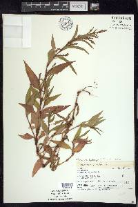 Persicaria hydropiper image