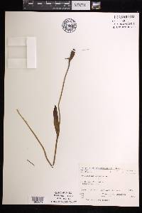 Pogonia ophioglossoides image