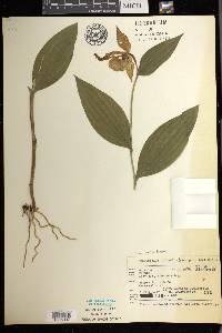 Cypripedium parviflorum var. pubescens image