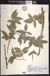 Ulmus alata image