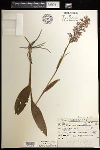 Platanthera psycodes image