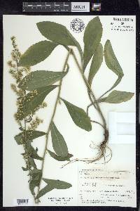 Solidago hispida image