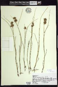 Juncus nodosus image