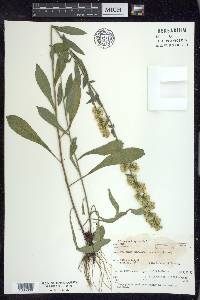 Solidago hispida image