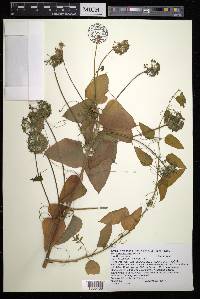 Smilax herbacea image