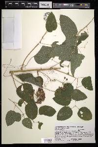 Smilax herbacea image