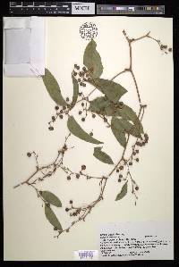 Smilax smallii image