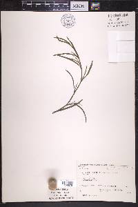 Heteranthera dubia image