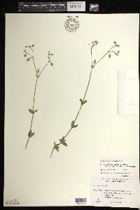 Cerastium fontanum subsp. vulgare image