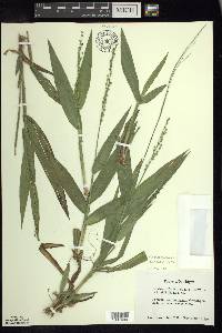 Dichanthelium xanthophysum image