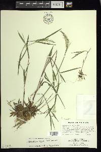 Dichanthelium acuminatum subsp. spretum image