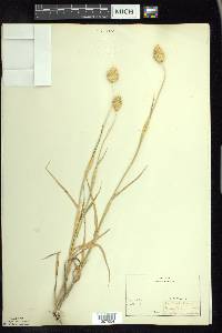 Phalaris canariensis image