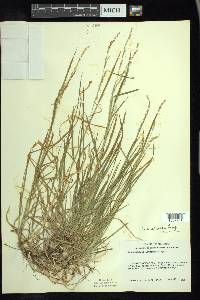 Poa alsodes image