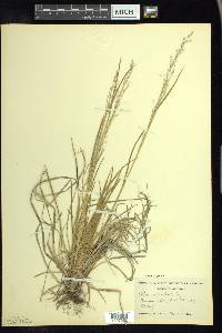 Poa alsodes image