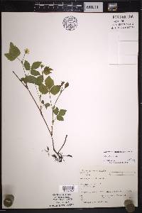 Rubus pubescens image