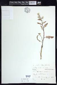 Rorippa palustris subsp. palustris image