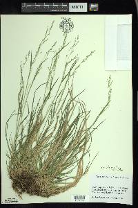 Poa alsodes image