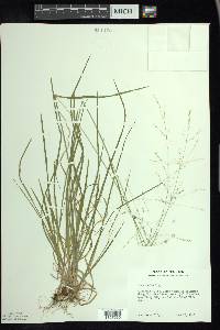 Poa alsodes image