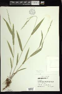 Dichanthelium xanthophysum image