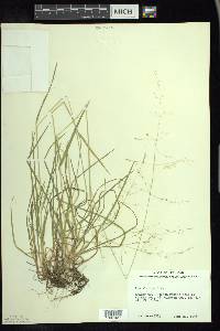 Poa alsodes image