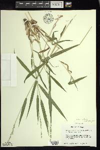 Dichanthelium xanthophysum image