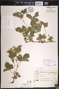 Rubus flagellaris image