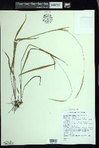 Paspalum setaceum var. muhlenbergii image