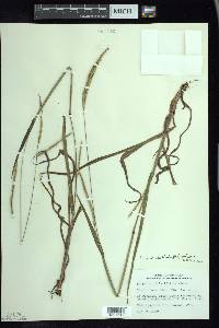 Paspalum setaceum var. muhlenbergii image