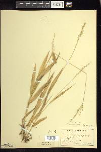 Dichanthelium xanthophysum image