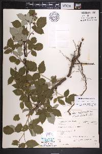 Rubus idaeus var. idaeus image