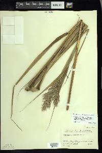 Phragmites australis var. americanus image