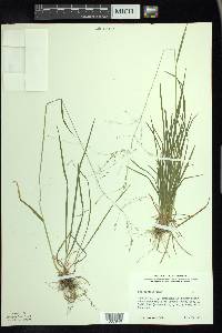 Poa alsodes image