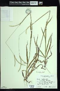 Paspalum setaceum var. stramineum image