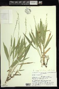 Dichanthelium xanthophysum image