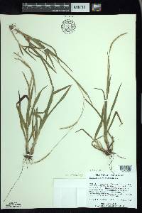 Paspalum setaceum var. stramineum image