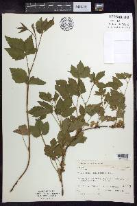 Rubus flagellaris image