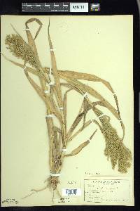 Panicum miliaceum image