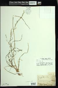 Poa alsodes image